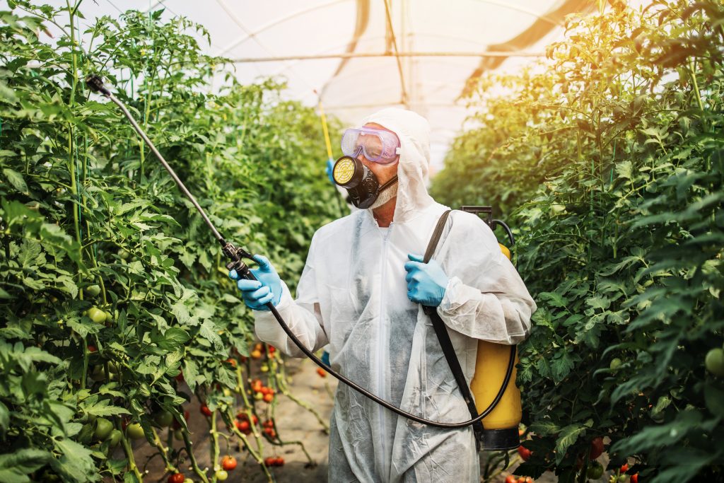 Industrial agriculture theme. Experienced worker in protective suite spraying toxic herbicides or insecticides on vegetables growing plantation. Natural hard light on sunny day.
